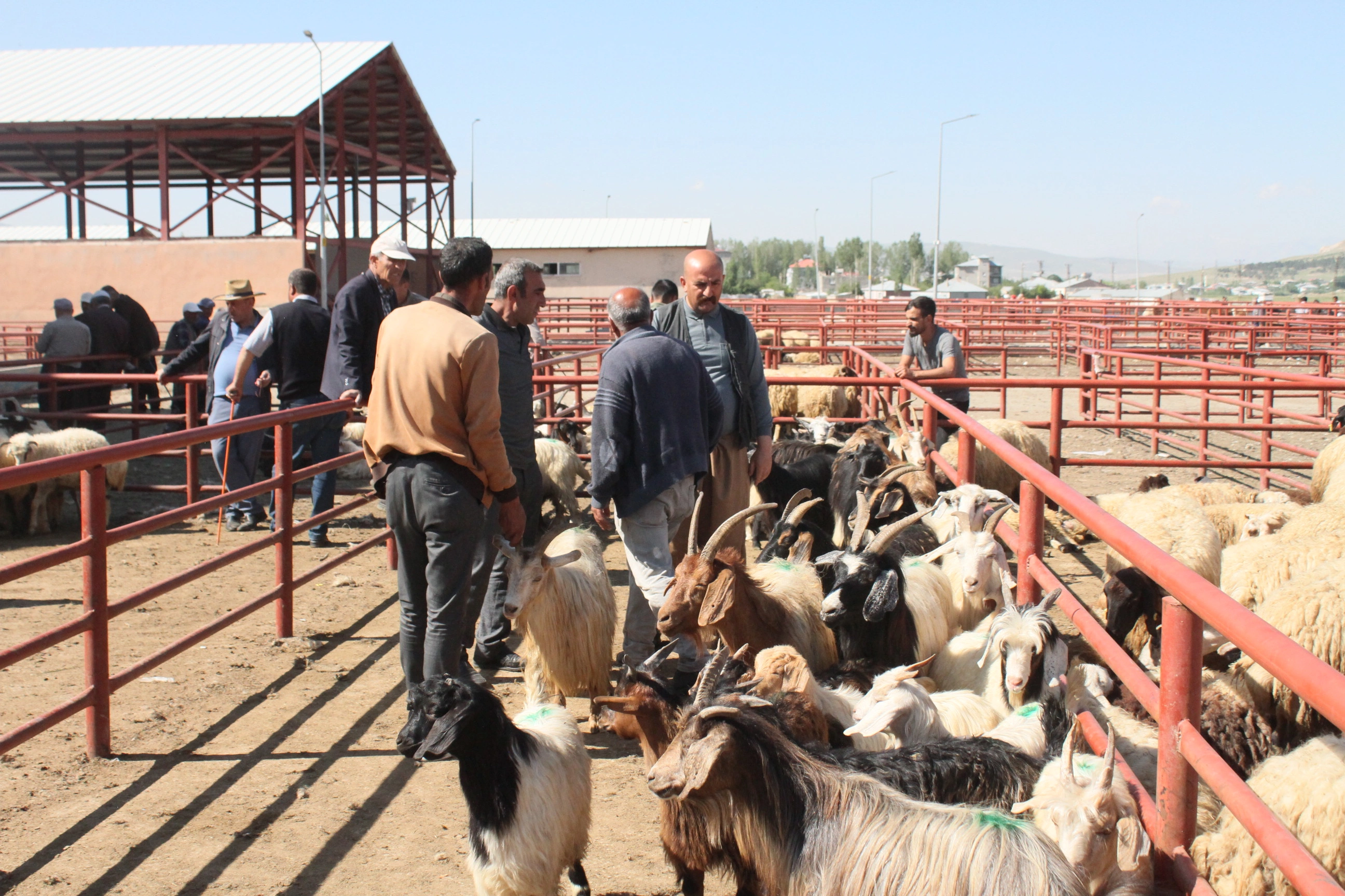 Van'da Kurbanlıklara Bakan Var Alan Yok!