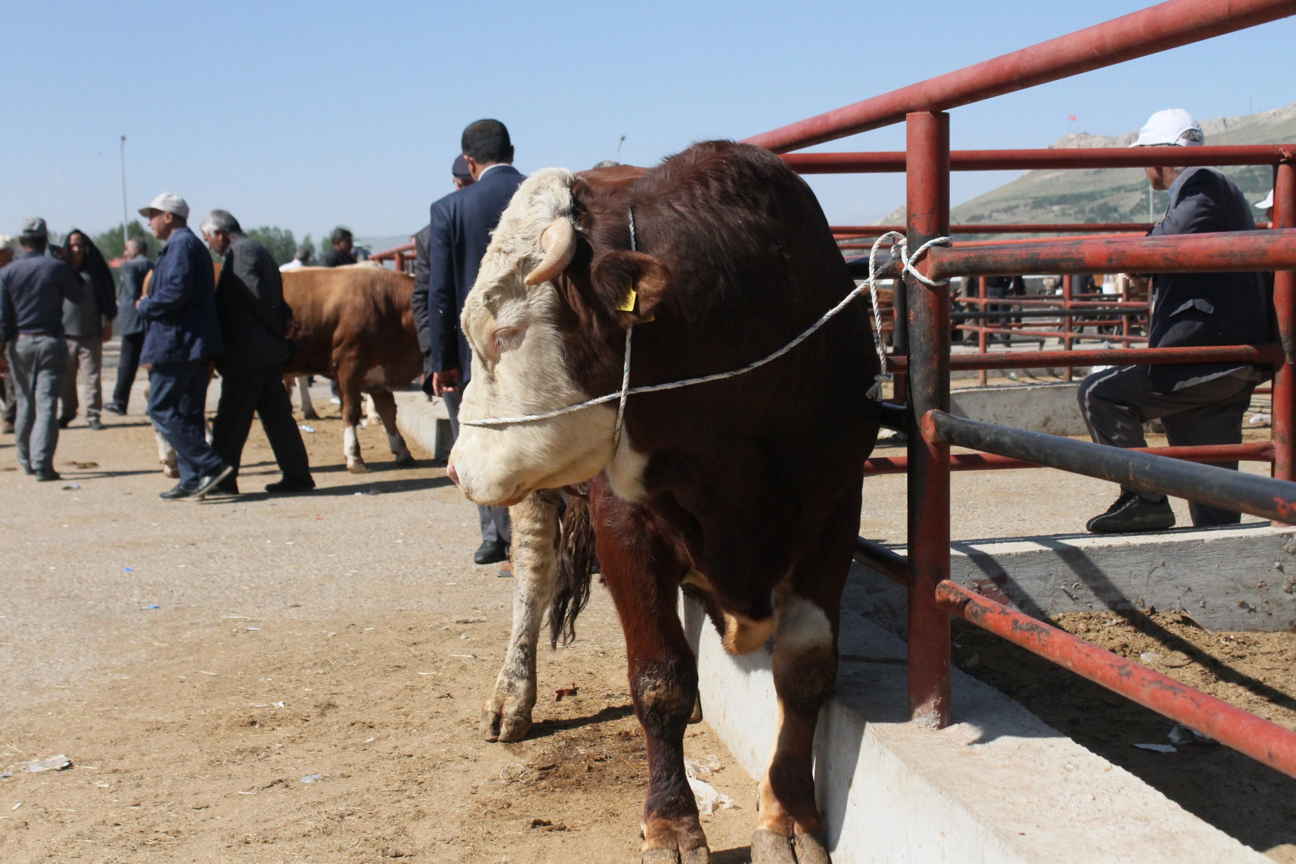 İpekyolu'nda kurban satış ve kesim yerleri belli oldu
