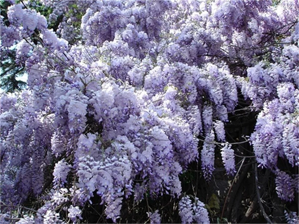 Mor Salkım Fidanı Seçerken Nelere Dikkat Etmeli?