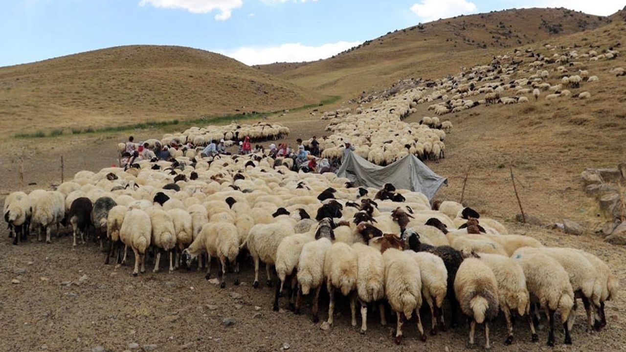 Van’da çoban arayışları başladı! Aylık gelir 40 bin TL civarında
