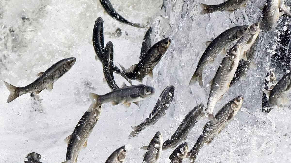 Van Gölü'nden tatlı sulara doğru yolculuklarına devam eden inci kefalleri