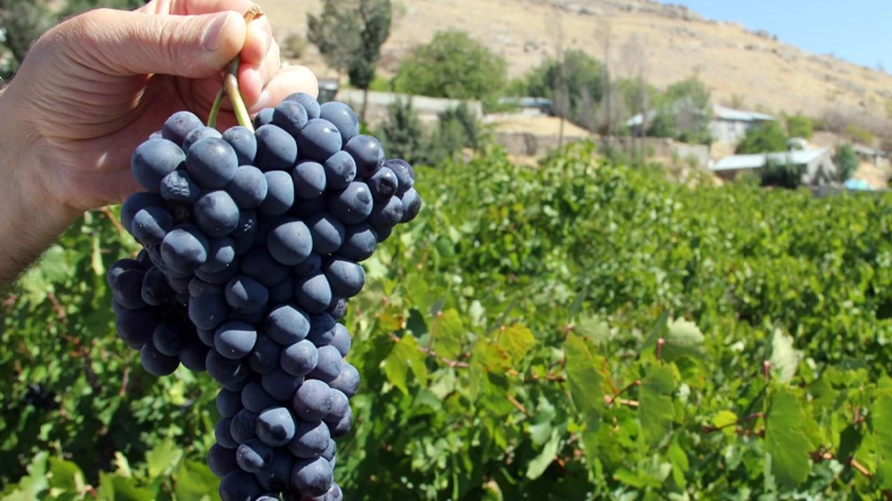 Van YYÜ’de bağcılık eğitimi başlıyor