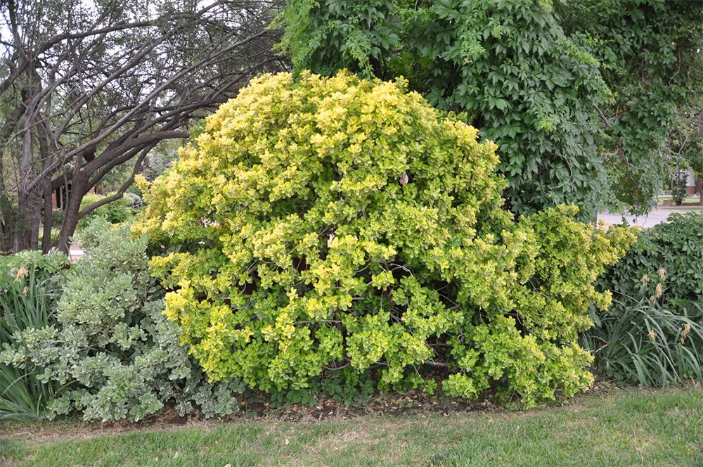 Van’da yetişebilen çok yıllı bitkiler