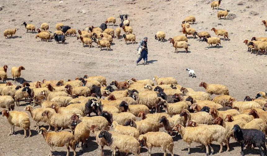 Dünyada sadece Van'da bulunuyor!