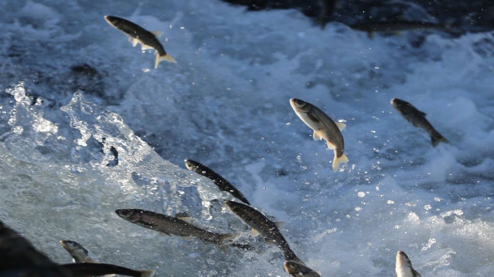 “Prof. Dr. Sarı: İnci Kefali Van Gölü’nün Mucizesi, Korunması Şart!”