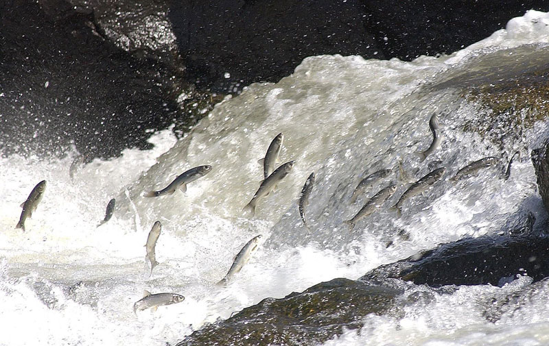 Van Gölü’nde İnci Kefali İçin Av Yasağı Bugün Başlıyor!