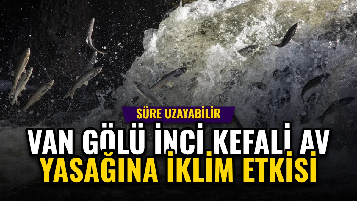 Van Gölü İnci Kefali Av Yasağına İklim Etkisi: Süre Uzayabilir